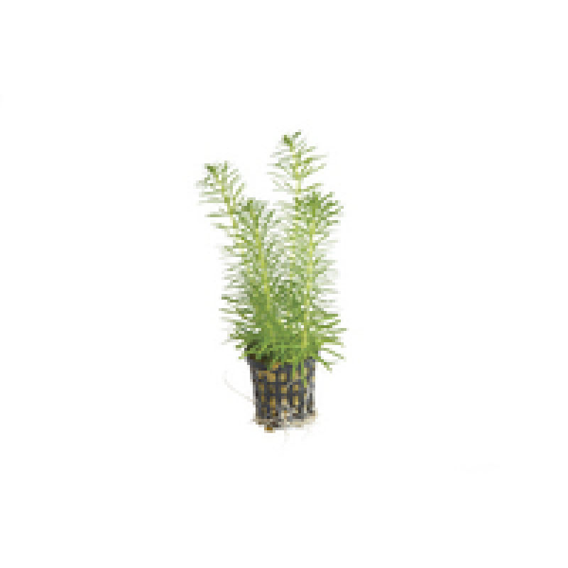 6x Pogostemon Erectus